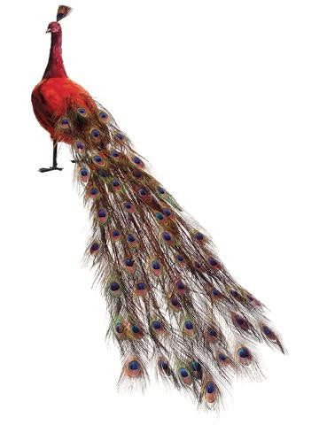 60" Life-Size Red Regal Peacock Bird with Closed Tail Feathers Decoration