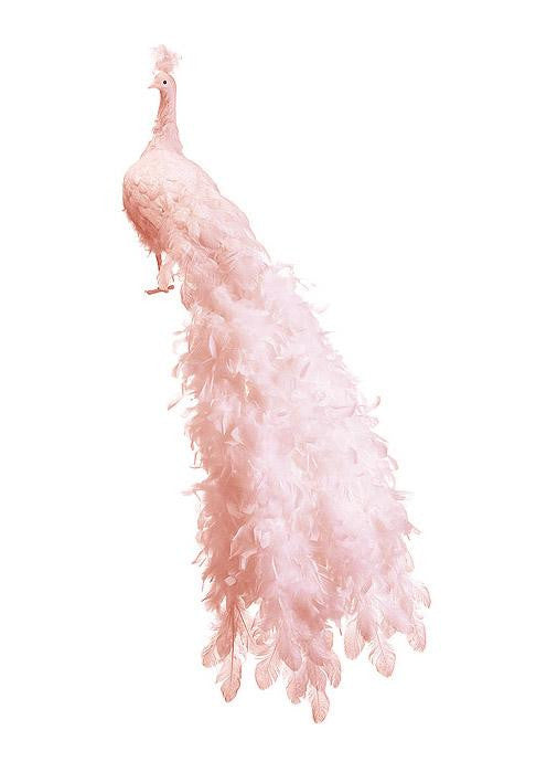 60" Life-Size Regal Peacock Pretty in Pink Bird with Closed Tail Feathers