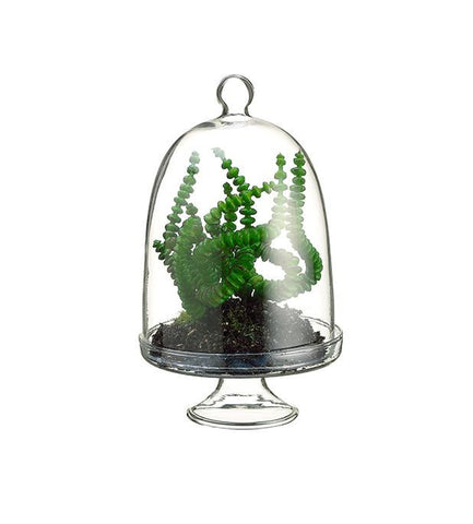 5.75" Artificial Worm Succulent in Glass Terrarium with Cloche Dome Lid