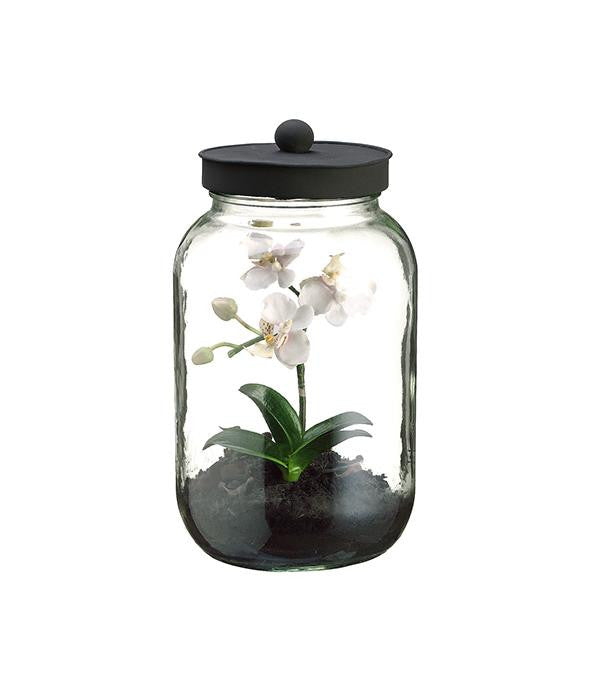 11.25" Artificial Mini White & Pink Phalaenopsis Orchid Silk Flower in Glass Terrarium Jar with Lid