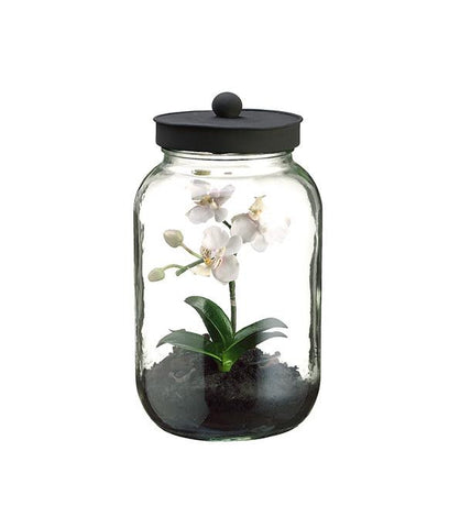 11.25" Artificial Mini White & Pink Phalaenopsis Orchid Silk Flower in Glass Terrarium Jar with Lid