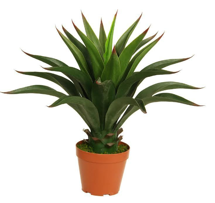 23.5" Decorative Potted Artificial Green Agave Americana Succulent Plant