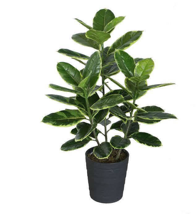 36.5" Decorative Potted Artificial Green and White Rubber Plant