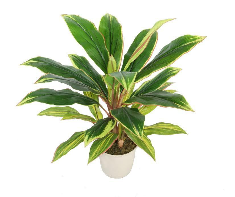 25" Decorative Potted Artificial Green and Red Dracaena Plant in a Cream White Pot