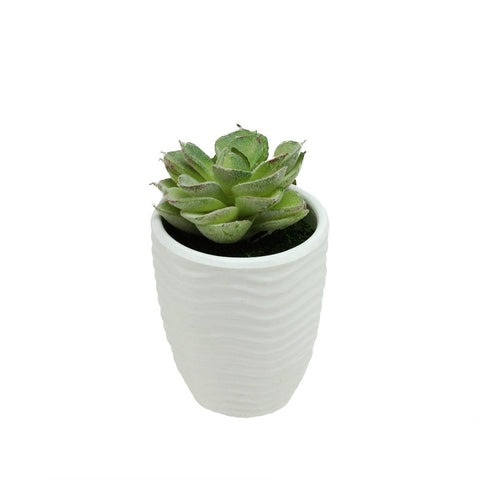 4.5" Decorative Green Echeveria Succulent Plant in a Wavy Ribbed White Pot