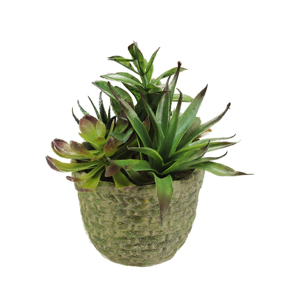 8.5" Decorative Artificial Mixed Succulent Plant Arrangement in a Brown and Green Basket Weave Pot