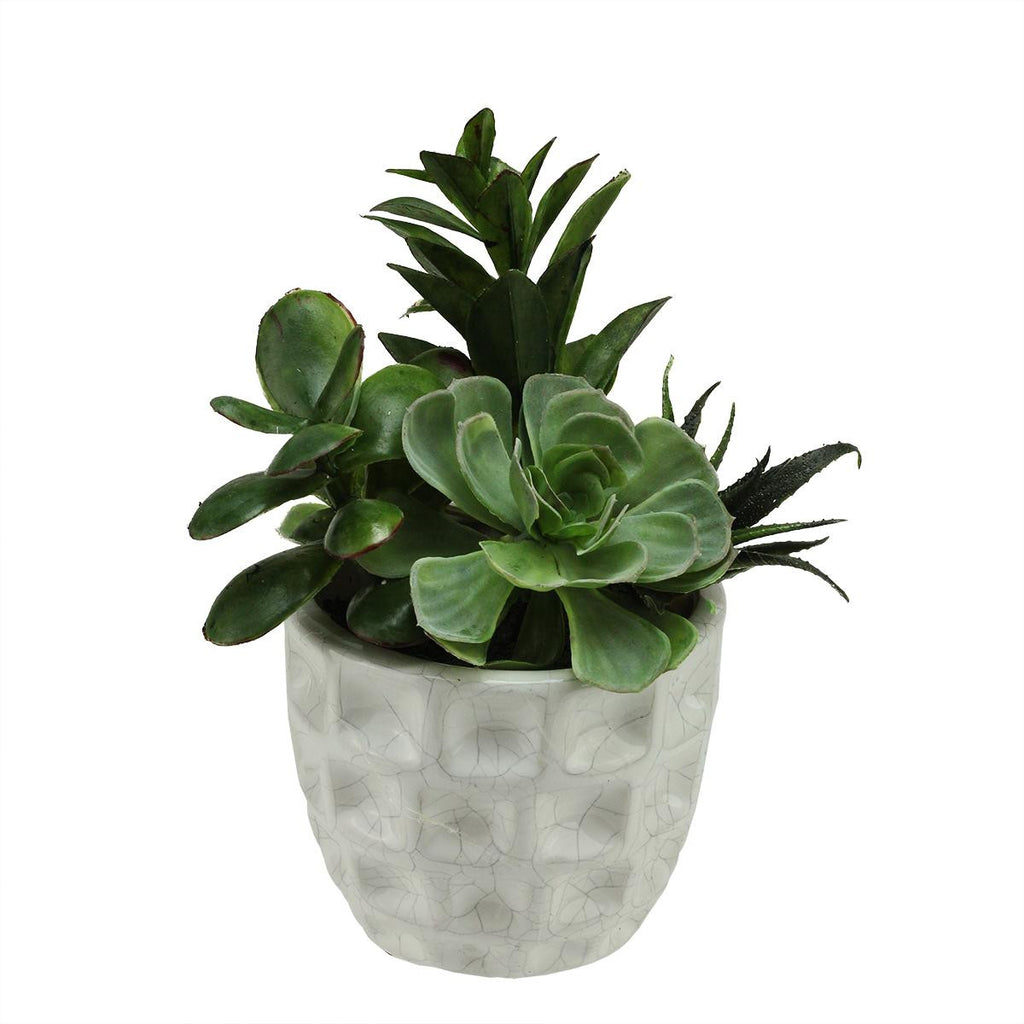 9.5" Artificial Mixed Green and Red Succulent Plants in a White Crackle Finish Dimpled Pot